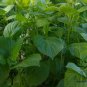Fructus Perilla, Beefsteak Plant Lv-su Seed 10000 PCS, Korean Perilla Lv Su Zi