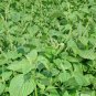 Fructus Perilla, Beefsteak Plant Lv-su Seed 10000 PCS, Korean Perilla Lv Su Zi