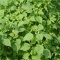 Fructus Perilla, Beefsteak Plant Lv-su Seed 10000 PCS, Korean Perilla Lv Su Zi