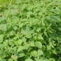Fructus Perilla, Beefsteak Plant Lv-su Seed 10000 PCS, Korean Perilla Lv Su Zi