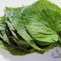 Fructus Perilla, Beefsteak Plant Lv-su Seed 10000 PCS, Korean Perilla Lv Su Zi