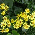 Farfugium Japonicum, Green Leopard Plant Seed 1000 PCS, Da Wu Feng Cao