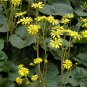 Farfugium Japonicum, Green Leopard Plant Seed 1000 PCS, Da Wu Feng Cao