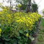 Farfugium Japonicum, Green Leopard Plant Seed 1000 PCS, Da Wu Feng Cao