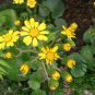 Farfugium Japonicum, Green Leopard Plant Seed 1000 PCS, Da Wu Feng Cao