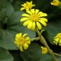 Farfugium Japonicum, Green Leopard Plant Seed 1000 PCS, Da Wu Feng Cao