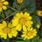 Farfugium Japonicum, Green Leopard Plant Seed 1000 PCS, Da Wu Feng Cao