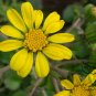 Farfugium Japonicum, Green Leopard Plant Seed 1000 PCS, Da Wu Feng Cao