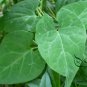 Fallopia Multiflora, Chinese Knotweed Seed 1000 PCS, Reynoutria Multiflora He Shou Wu