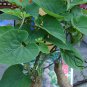 Fallopia Multiflora, Chinese Knotweed Seed 1000 PCS, Reynoutria Multiflora He Shou Wu