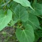 Fallopia Multiflora, Chinese Knotweed Seed 1000 PCS, Reynoutria Multiflora He Shou Wu