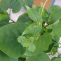 Fallopia Multiflora, Chinese Knotweed Seed 1000 PCS, Reynoutria Multiflora He Shou Wu