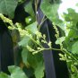 Fallopia Multiflora, Chinese Knotweed Seed 1000 PCS, Reynoutria Multiflora He Shou Wu