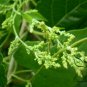 Fallopia Multiflora, Chinese Knotweed Seed 1000 PCS, Reynoutria Multiflora He Shou Wu