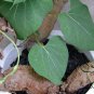 Fallopia Multiflora, Chinese Knotweed Seed 1000 PCS, Reynoutria Multiflora He Shou Wu