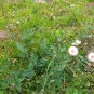 Emilia Sonchifolia, Lilac Tasselflower Seed 3000 PCS, Yi Dian Hong