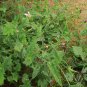 Emilia Sonchifolia, Lilac Tasselflower Seed 3000 PCS, Yi Dian Hong