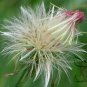 Emilia Sonchifolia, Lilac Tasselflower Seed 3000 PCS, Yi Dian Hong