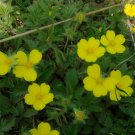 Duchesnea Indica, Mock Strawberry Seed 3000 PCS, False Strawberry She Mei