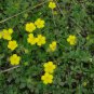 Duchesnea Indica, Mock Strawberry Seed 3000 PCS, False Strawberry She Mei