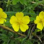 Duchesnea Indica, Mock Strawberry Seed 3000 PCS, False Strawberry She Mei