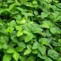 Duchesnea Indica, Mock Strawberry Seed 3000 PCS, False Strawberry She Mei