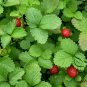 Duchesnea Indica, Mock Strawberry Seed 3000 PCS, False Strawberry She Mei