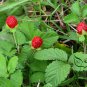 Duchesnea Indica, Mock Strawberry Seed 3000 PCS, False Strawberry She Mei