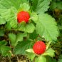 Duchesnea Indica, Mock Strawberry Seed 3000 PCS, False Strawberry She Mei