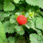 Duchesnea Indica, Mock Strawberry Seed 3000 PCS, False Strawberry She Mei