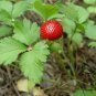 Duchesnea Indica, Mock Strawberry Seed 3000 PCS, False Strawberry She Mei