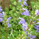 Dracocephalum Moldavica, Moldavian Dragonhead Seed 5000 PCS, Xiang Qing Lan