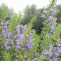 Dracocephalum Moldavica, Moldavian Dragonhead Seed 5000 PCS, Xiang Qing Lan