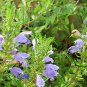 Dracocephalum Moldavica, Moldavian Dragonhead Seed 5000 PCS, Xiang Qing Lan