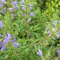 Dracocephalum Moldavica, Moldavian Dragonhead Seed 5000 PCS, Xiang Qing Lan