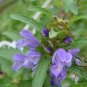 Dracocephalum Moldavica, Moldavian Dragonhead Seed 5000 PCS, Xiang Qing Lan
