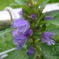 Dracocephalum Moldavica, Moldavian Dragonhead Seed 5000 PCS, Xiang Qing Lan