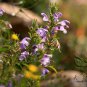 Dracocephalum Moldavica, Moldavian Dragonhead Seed 5000 PCS, Xiang Qing Lan