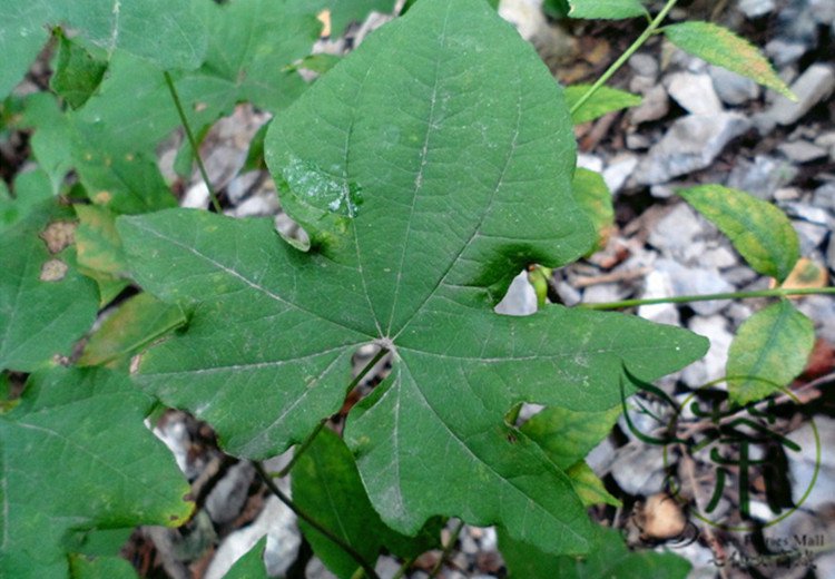 Dioscorea Nipponica, Japan Yam Seed 1000 PCS, Chuan Shan Long