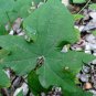 Dioscorea Nipponica, Japan Yam Seed 1000 PCS, Chuan Shan Long