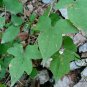 Dioscorea Nipponica, Japan Yam Seed 1000 PCS, Chuan Shan Long