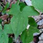 Dioscorea Nipponica, Japan Yam Seed 1000 PCS, Chuan Shan Long