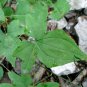 Dioscorea Nipponica, Japan Yam Seed 1000 PCS, Chuan Shan Long