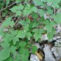 Dioscorea Nipponica, Japan Yam Seed 1000 PCS, Chuan Shan Long