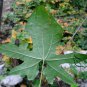 Dioscorea Nipponica, Japan Yam Seed 1000 PCS, Chuan Shan Long