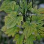 Dioscorea Nipponica, Japan Yam Seed 1000 PCS, Chuan Shan Long