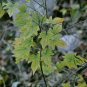 Dioscorea Nipponica, Japan Yam Seed 1000 PCS, Chuan Shan Long