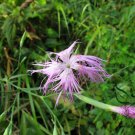 Dianthus Superbus, Fringed Pink Seed 3000 PCS, Large Pink Qu Mai
