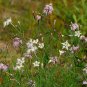Dianthus Superbus, Fringed Pink Seed 3000 PCS, Large Pink Qu Mai
