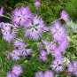 Dianthus Superbus, Fringed Pink Seed 3000 PCS, Large Pink Qu Mai